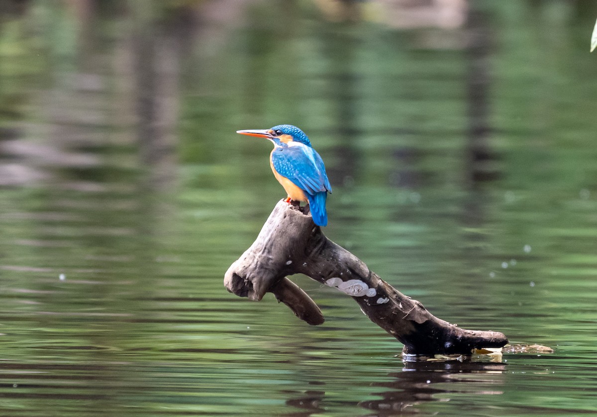 カワセミ - ML647542984