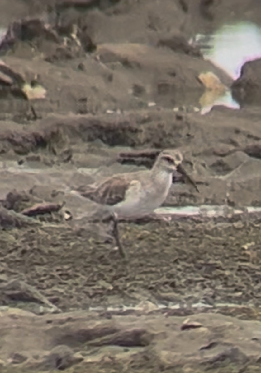 サルハマシギ - ML647542985