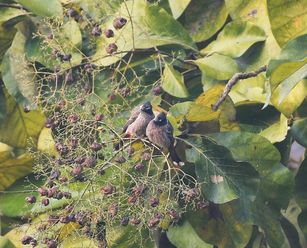 シリアカヒヨドリ - ML647542986