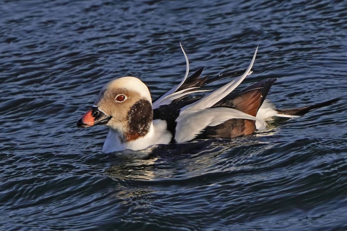 コオリガモ - ML647542987