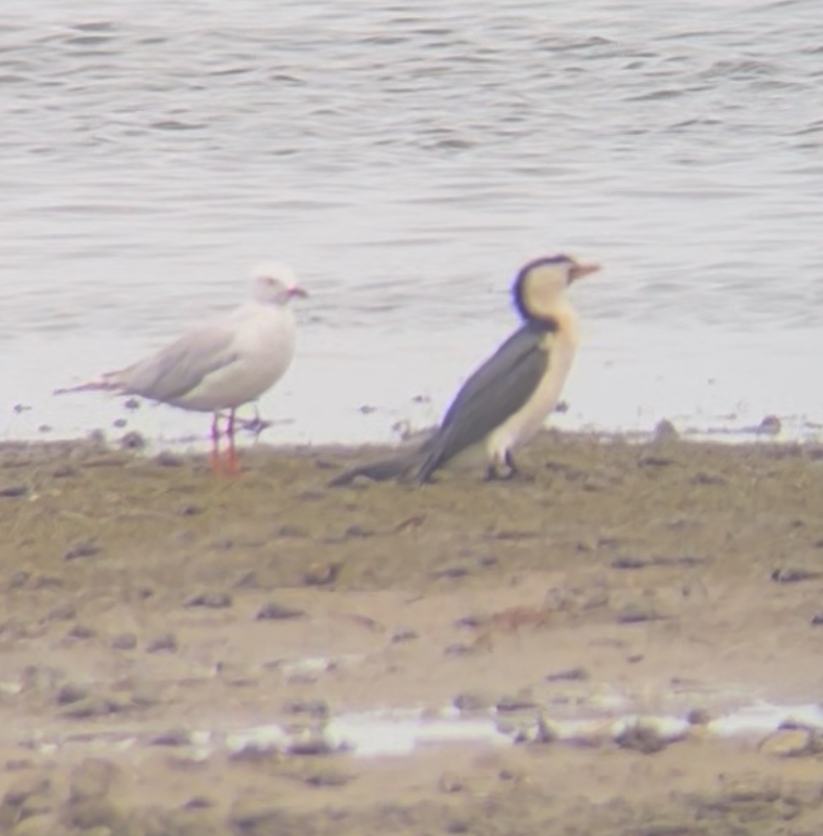 ギンカモメ - ML647542988