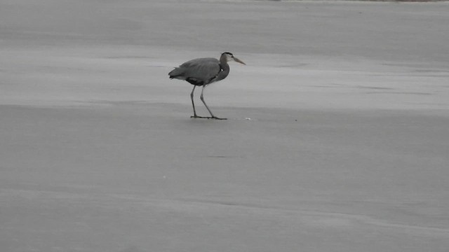 Чапля північна - ML647542993