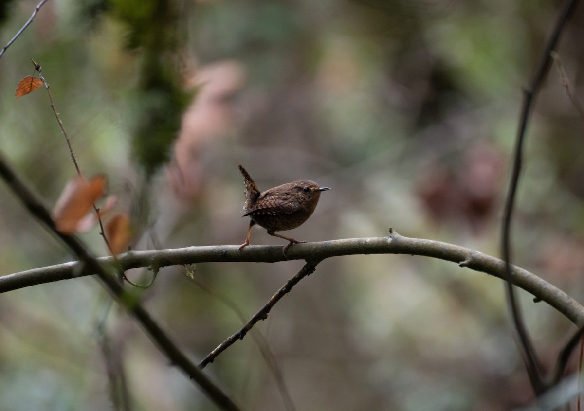 タイヘイミソサザイ - ML647542995