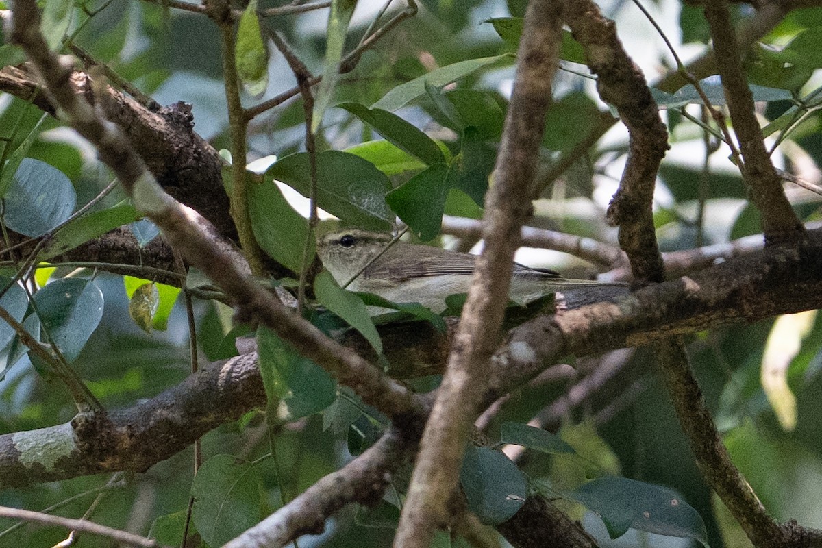 ヤナギムシクイ - ML647542996