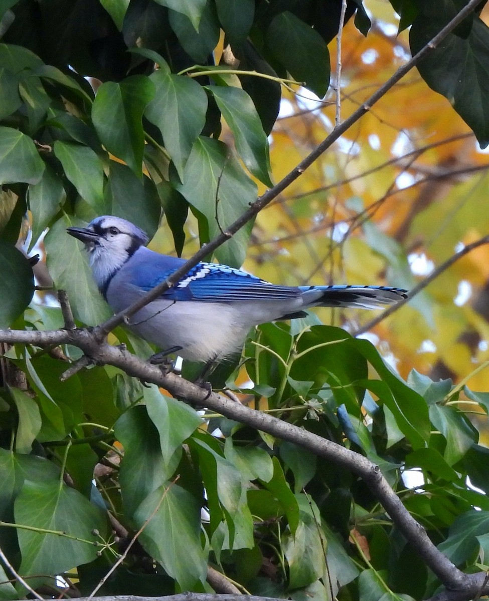 Blue Jay - ML647543010