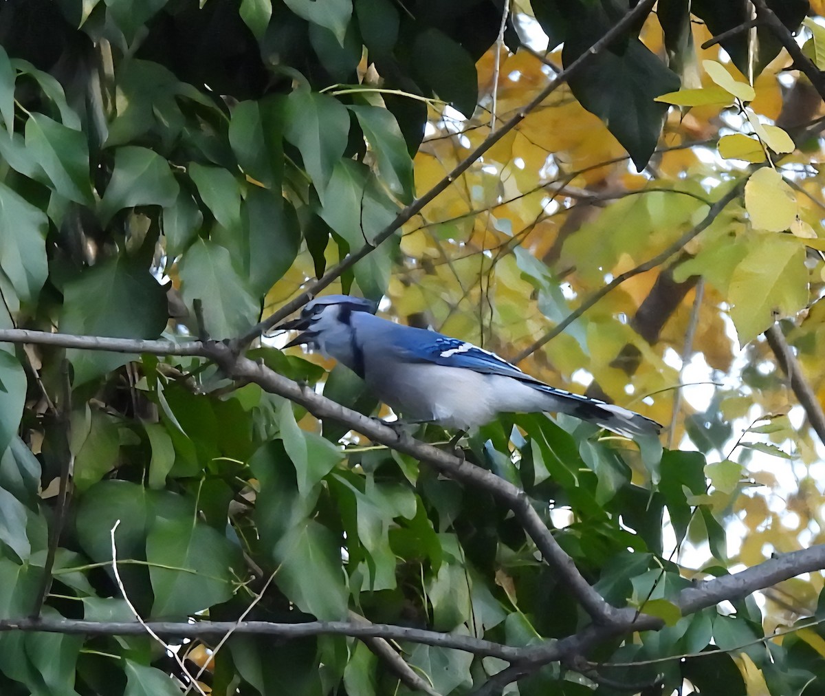 Blue Jay - ML647543011