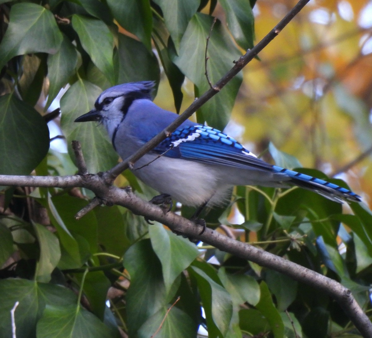 Blue Jay - ML647543012