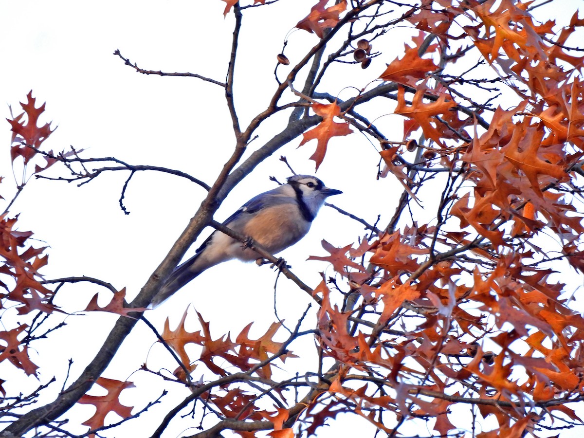 Blue Jay - ML647543013