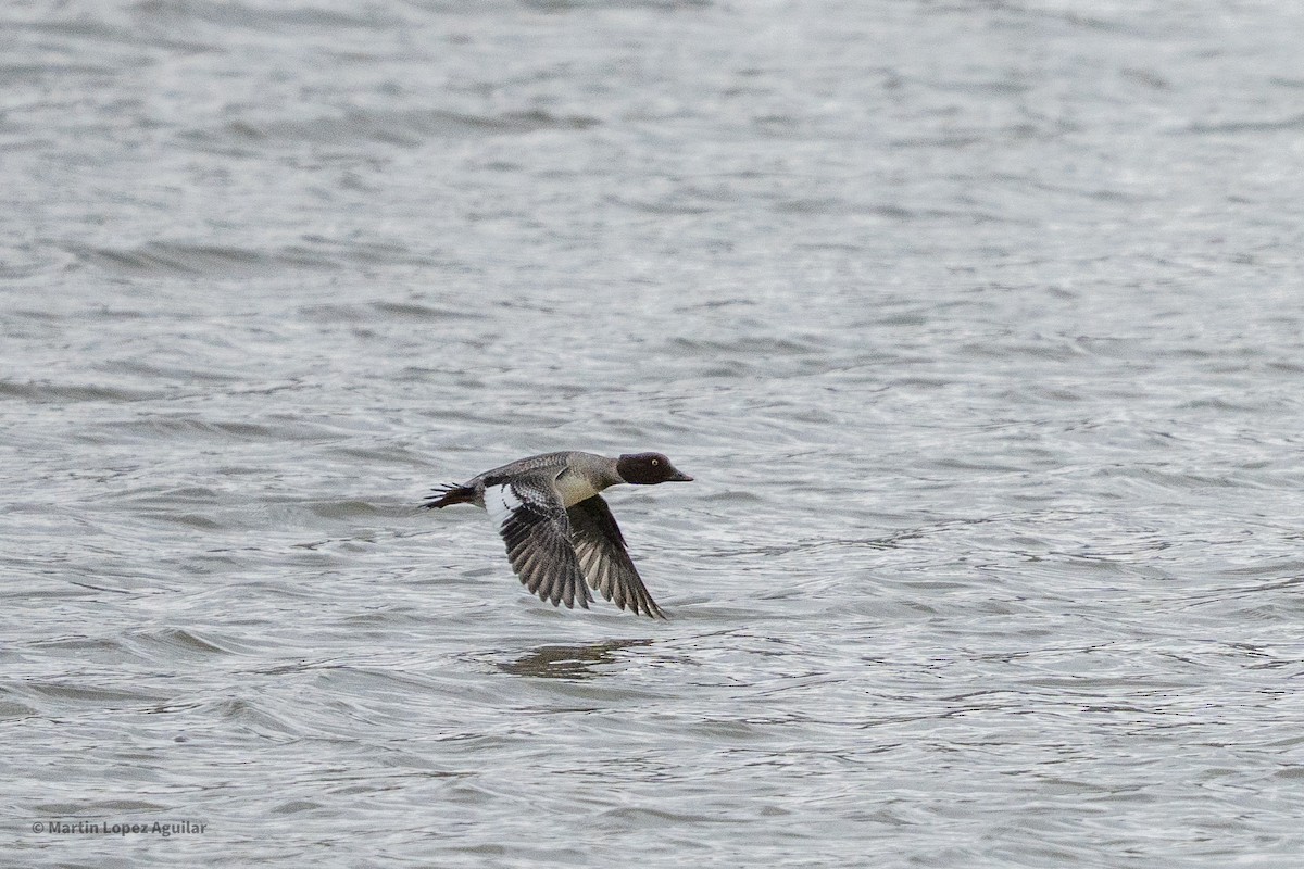Common Goldeneye - ML647543025