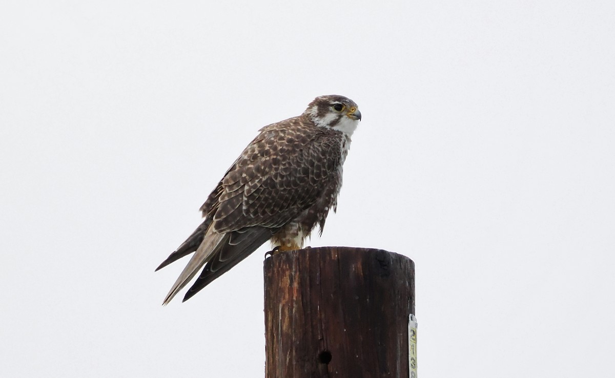 Prairie Falcon - ML647543026
