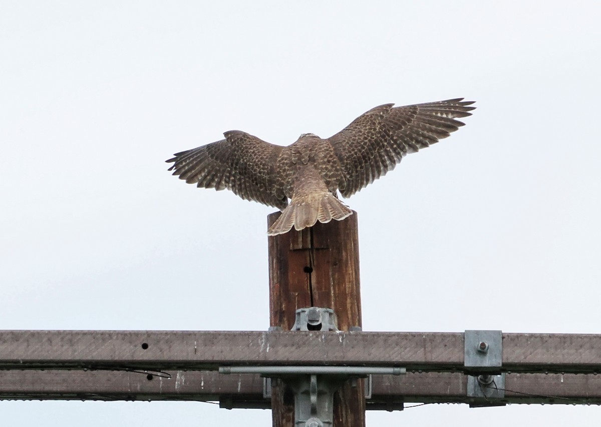 Prairie Falcon - ML647543028