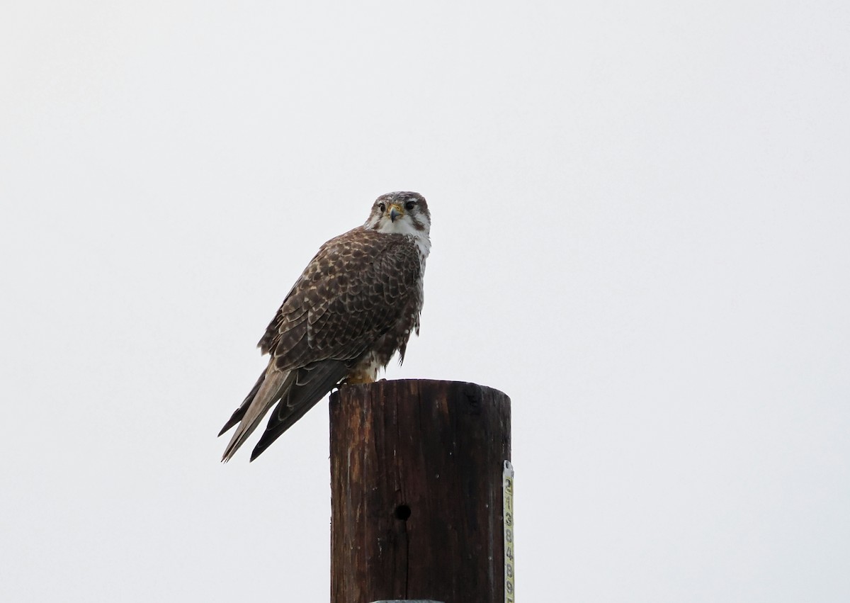 Prairie Falcon - ML647543029