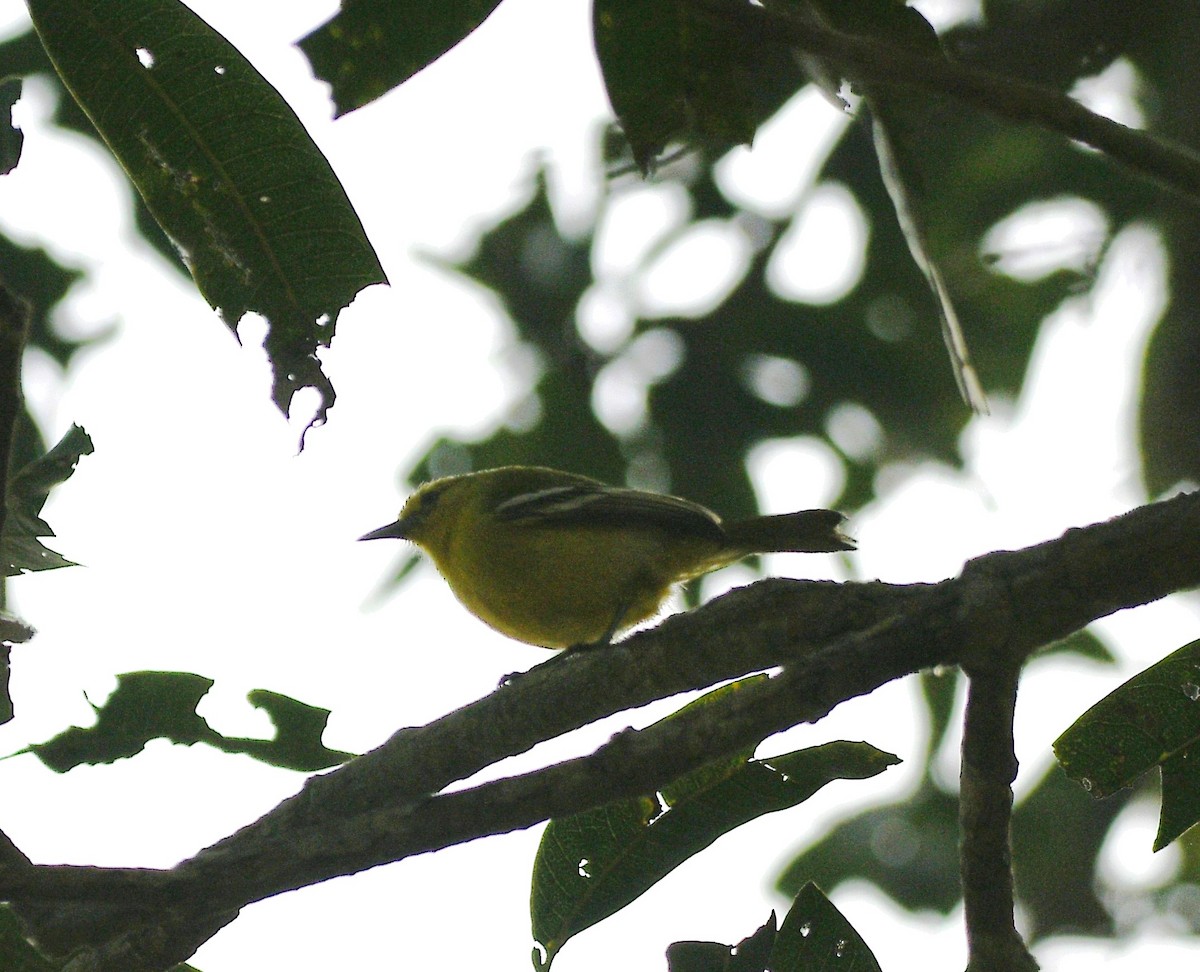 Common Iora - ML647543030