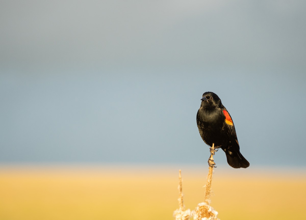 Red-winged Blackbird - ML647543031