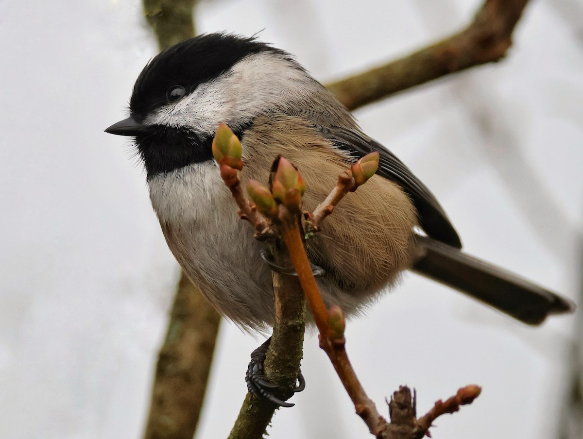 Black-capped Chickadee - ML647543034