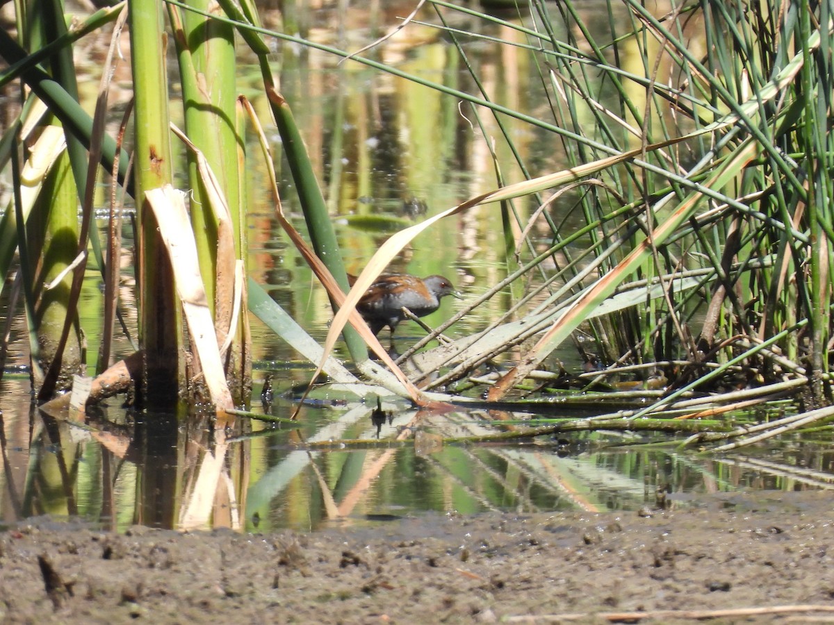 Baillon's Crake (Australasian) - ML647543038