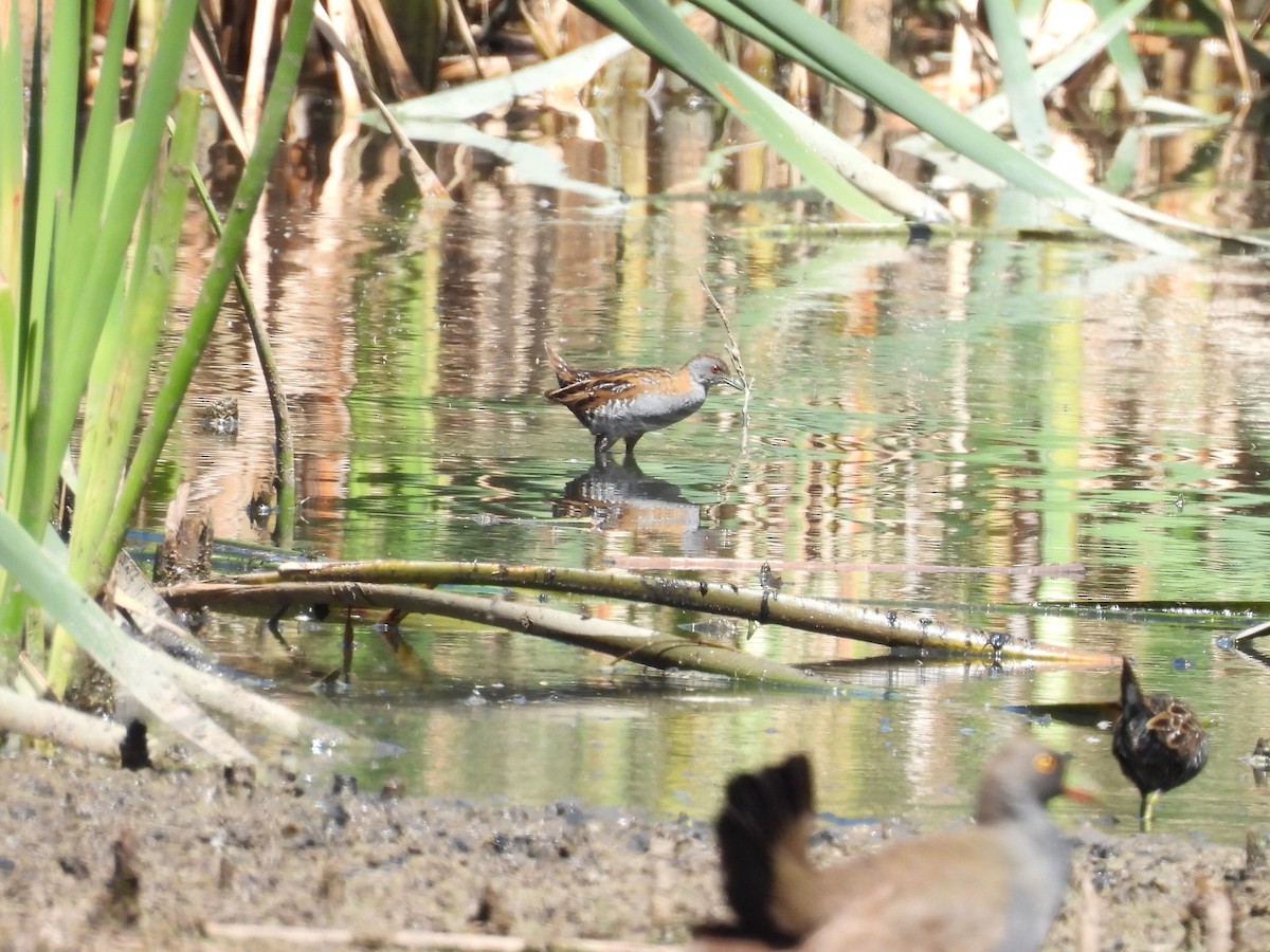 Baillon's Crake (Australasian) - ML647543039