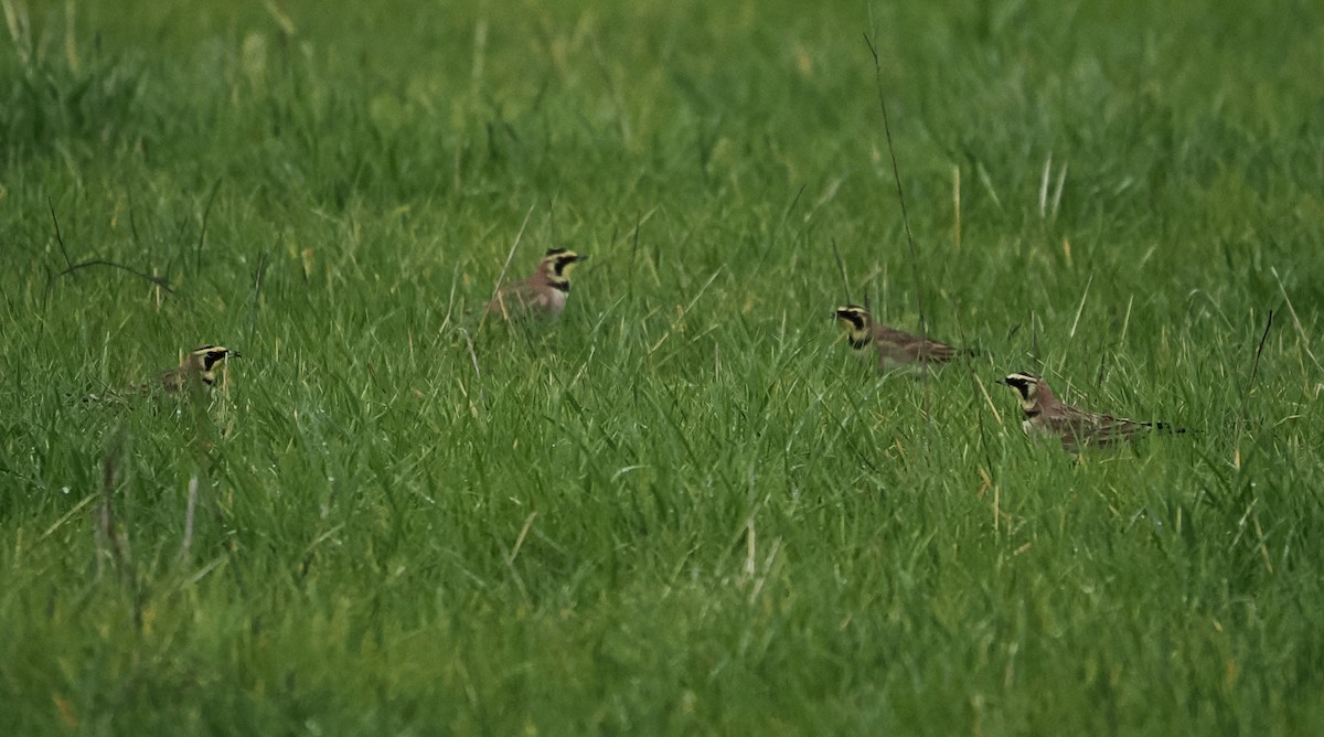 Horned Lark - ML647543040