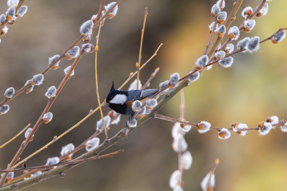 Coal Tit - ML647543041