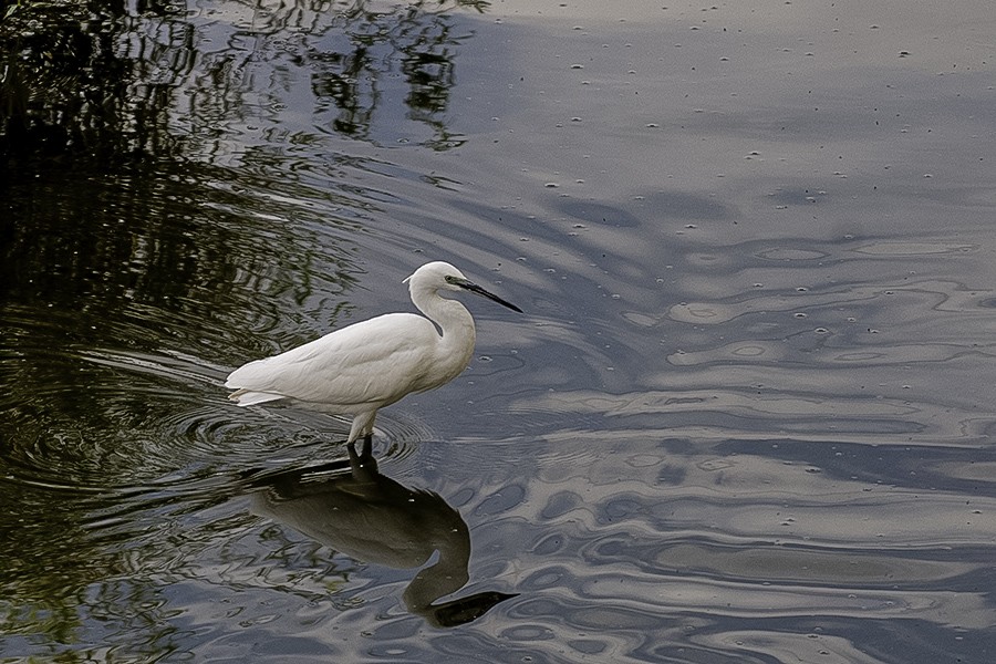 Little Egret - ML647543042