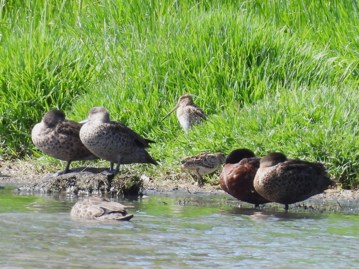 Latham's Snipe - ML647543048