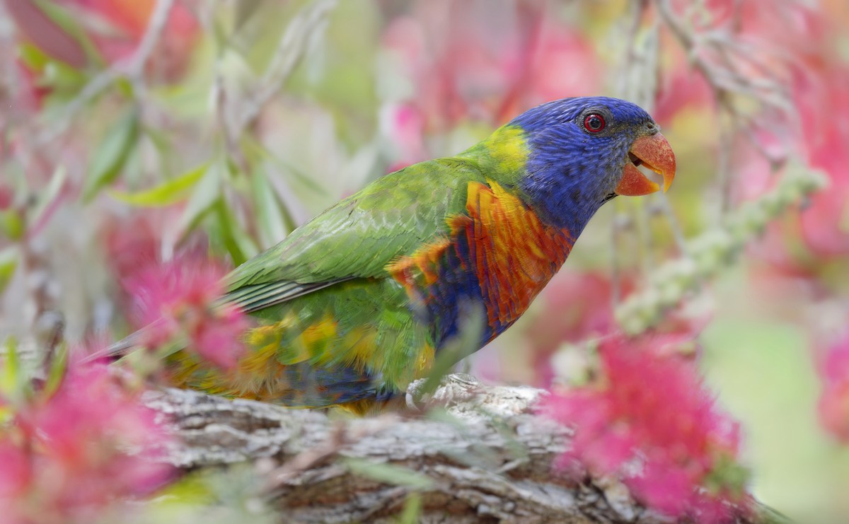 Rainbow Lorikeet - ML647543049