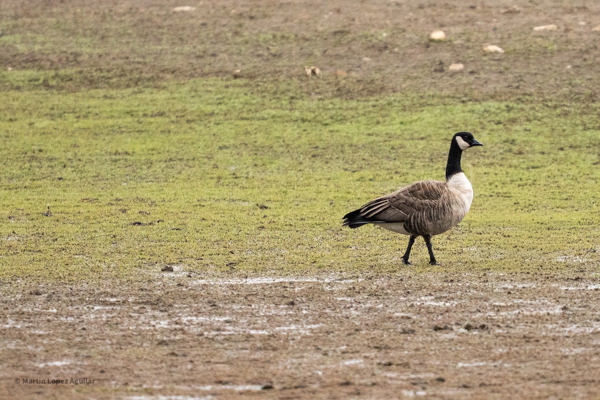 Cackling Goose - ML647543051