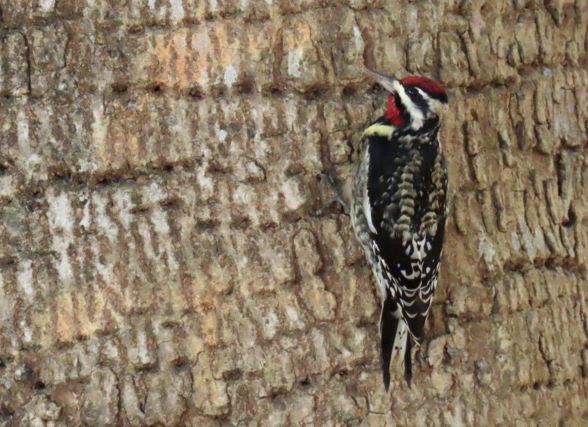 Yellow-bellied Sapsucker - ML647543052