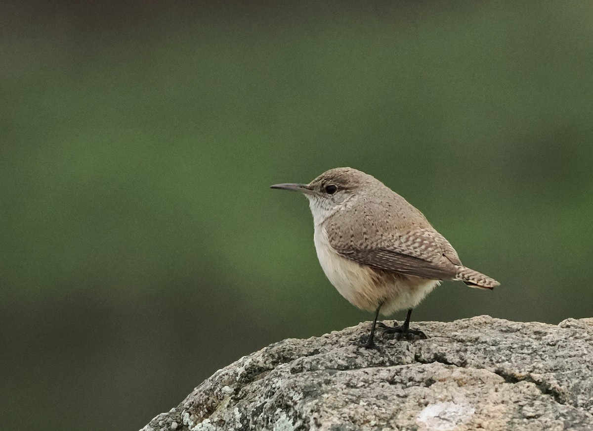 Rock Wren - ML647543053