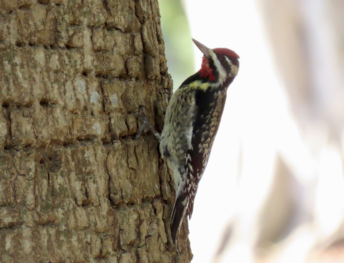 Yellow-bellied Sapsucker - ML647543054