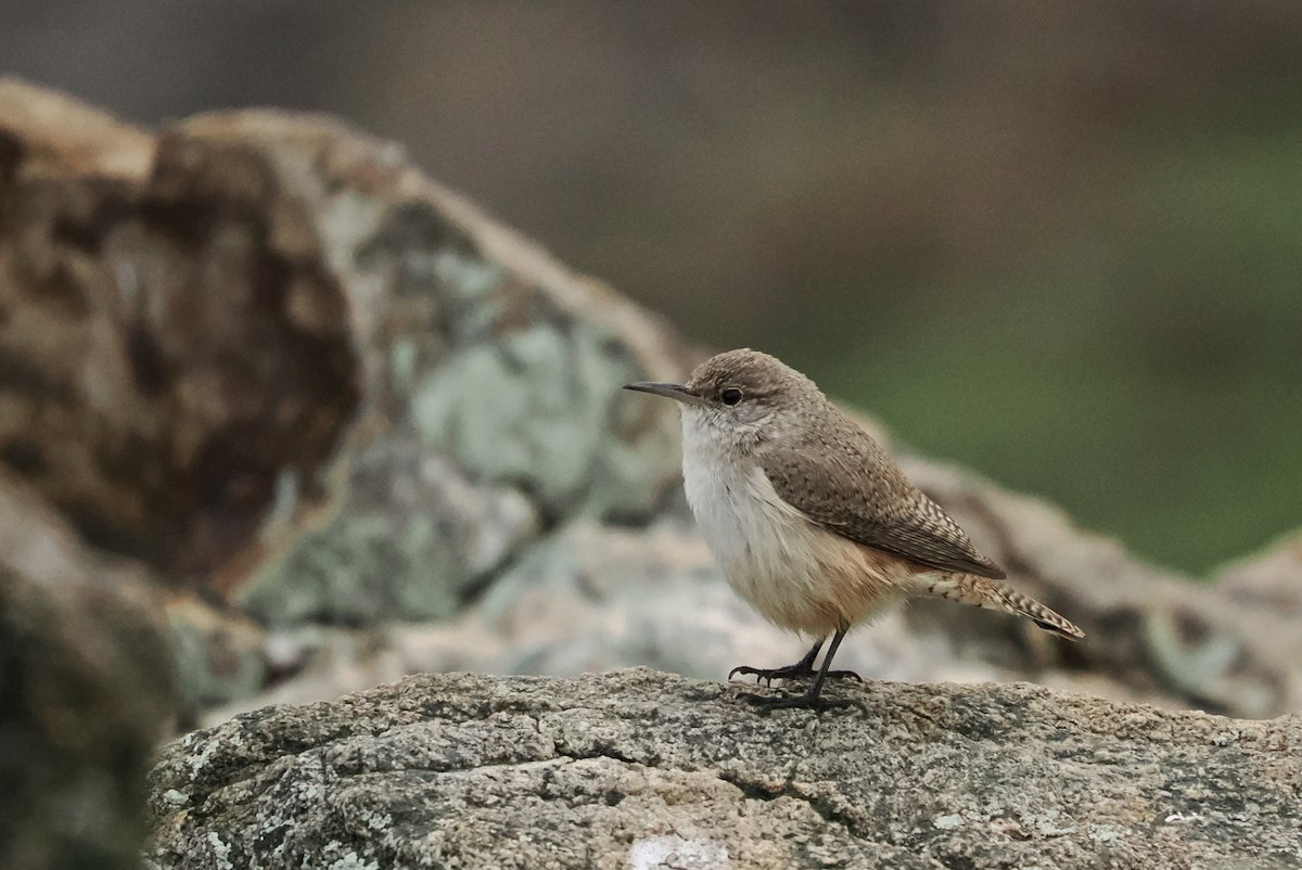 Rock Wren - ML647543055