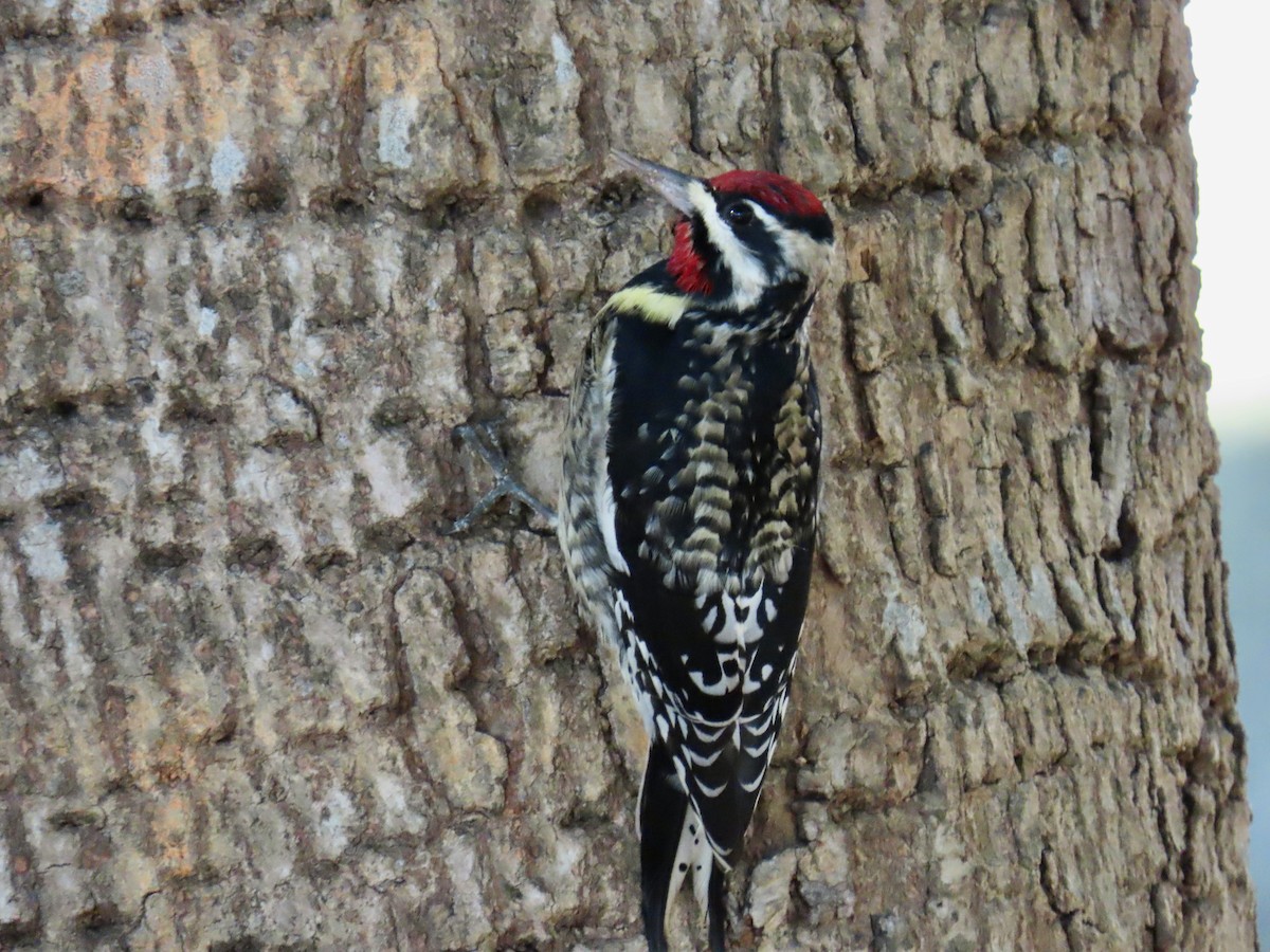 Yellow-bellied Sapsucker - ML647543056