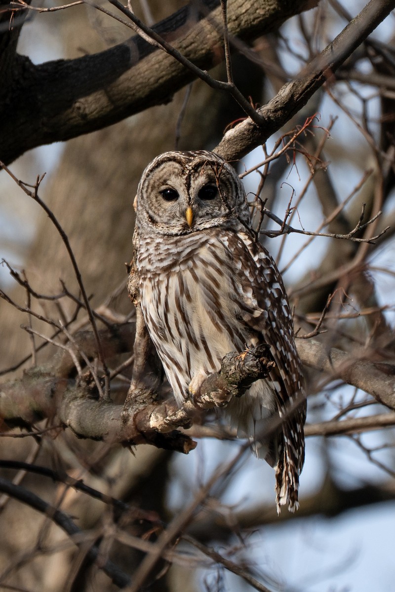 Barred Owl - ML647543057