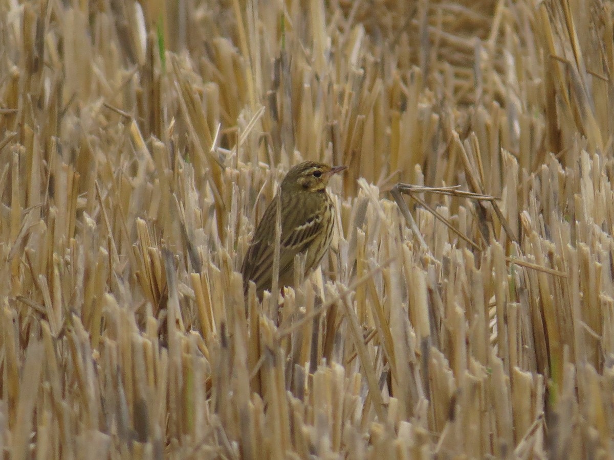 Olive-backed Pipit - ML647543058