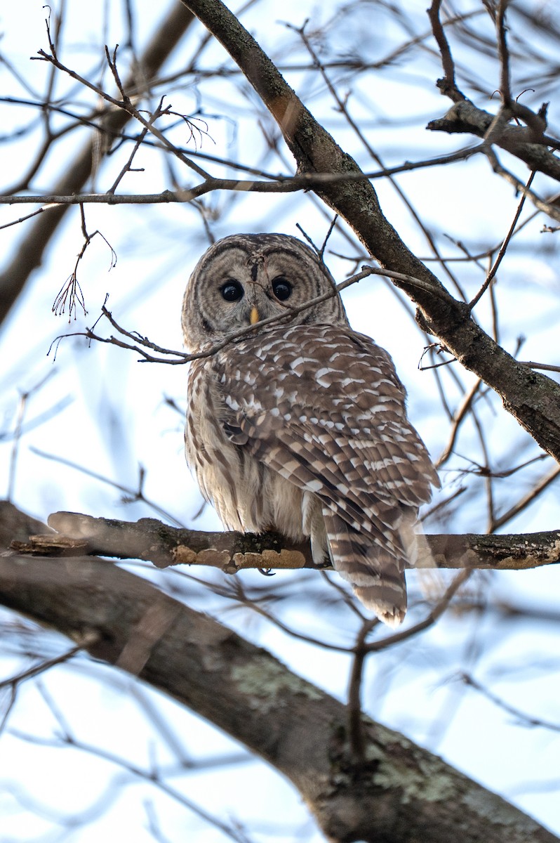 Barred Owl - ML647543059