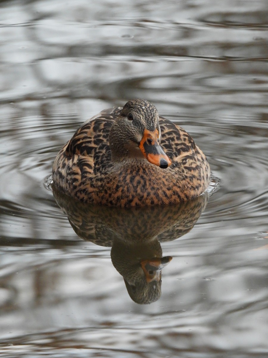 American Black Duck - ML647543060