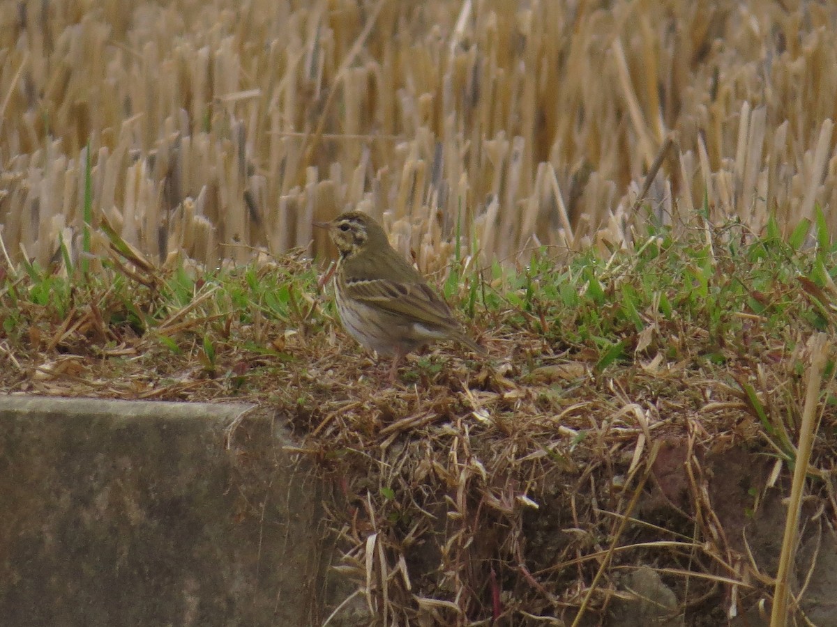 Olive-backed Pipit - ML647543062