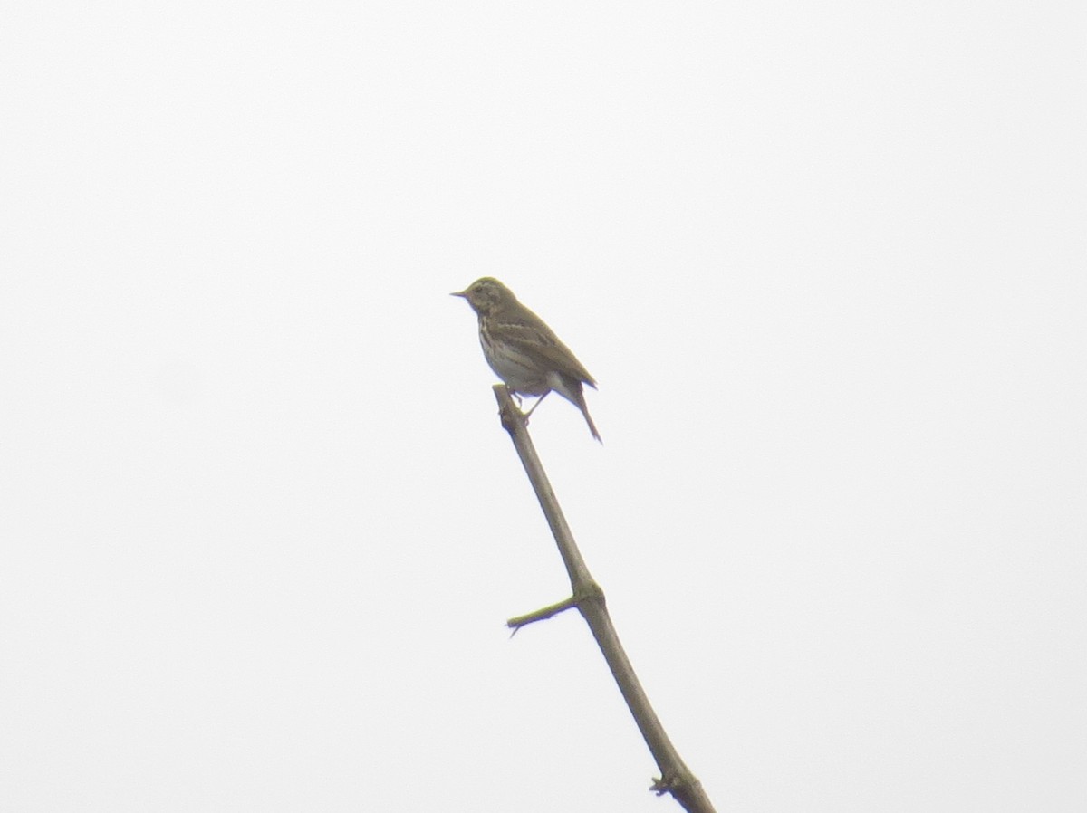 Olive-backed Pipit - ML647543063
