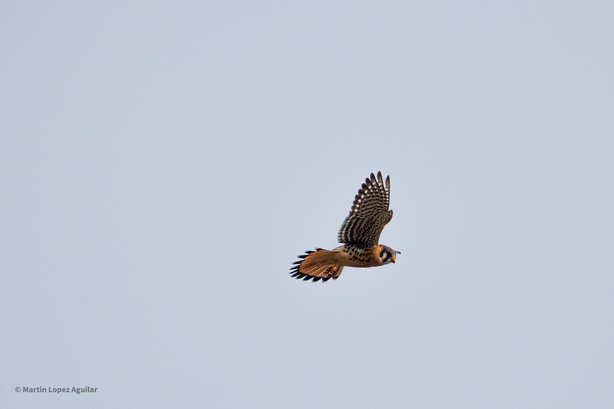 American Kestrel - ML647543066