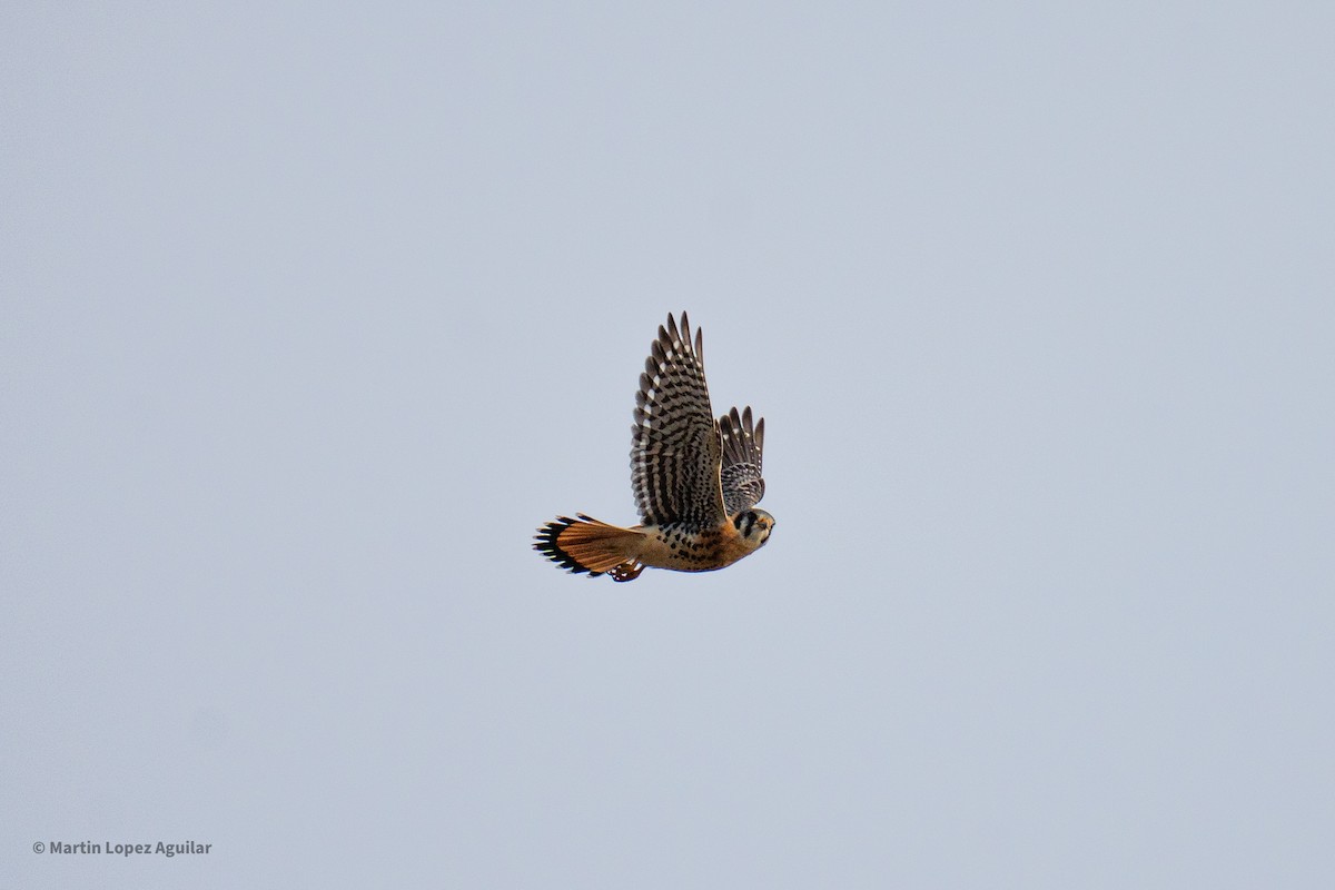American Kestrel - ML647543067