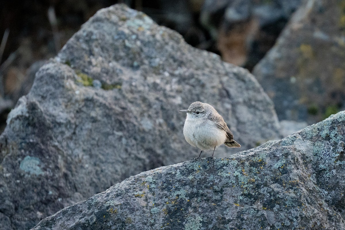 Rock Wren - ML647543071