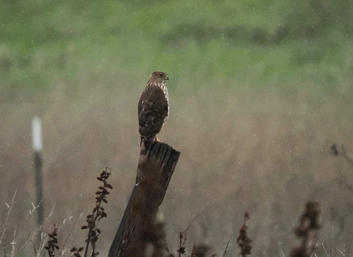 Cooper's Hawk - ML647543075