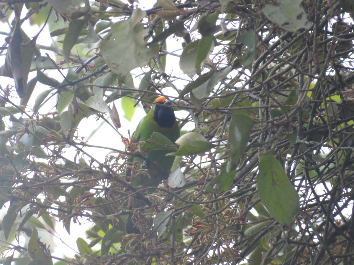 Золотолобая листовка - ML647543080