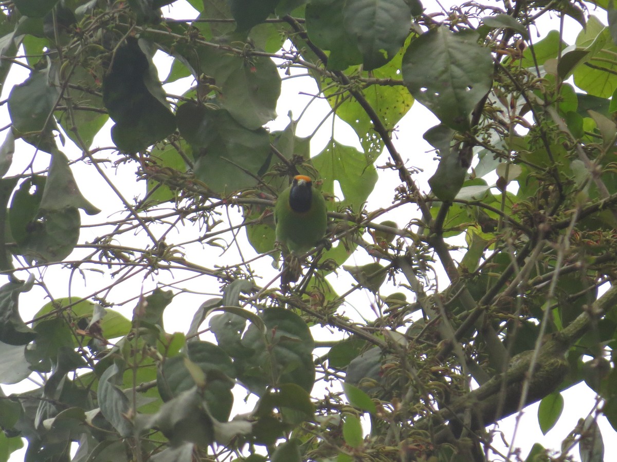 Золотолобая листовка - ML647543090