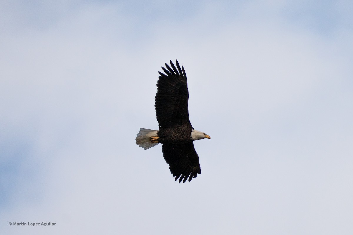 Bald Eagle - ML647543101