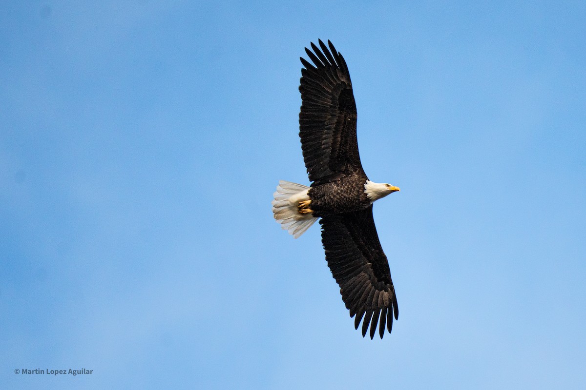 Bald Eagle - ML647543102