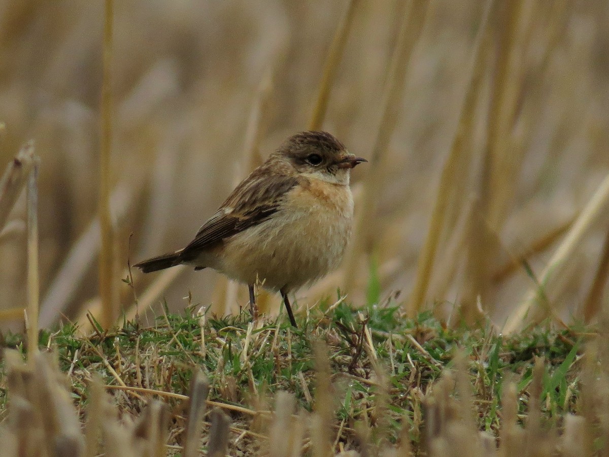Siberian Stonechat - ML647543109