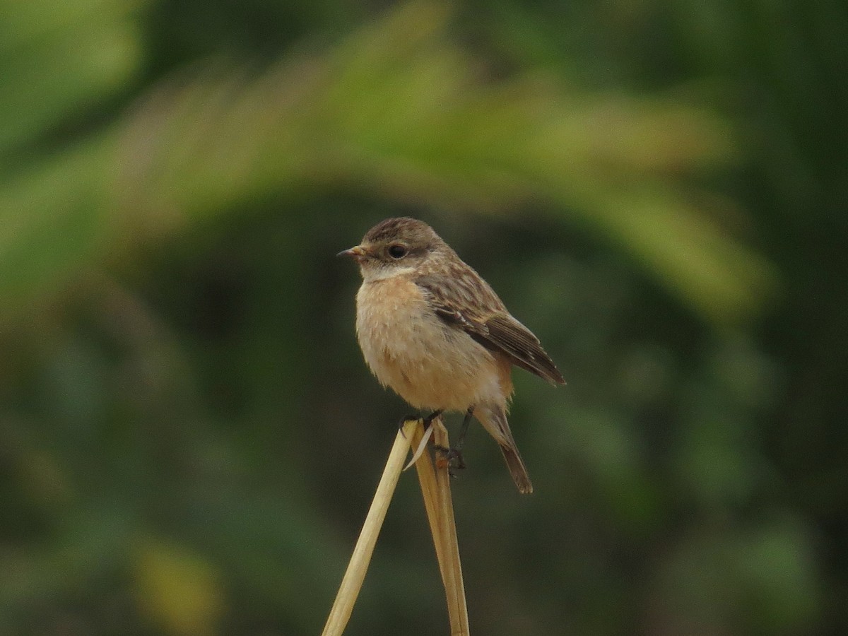 Siberian Stonechat - ML647543110