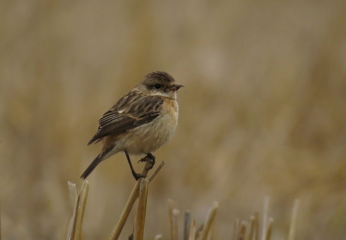 Siberian Stonechat - ML647543111