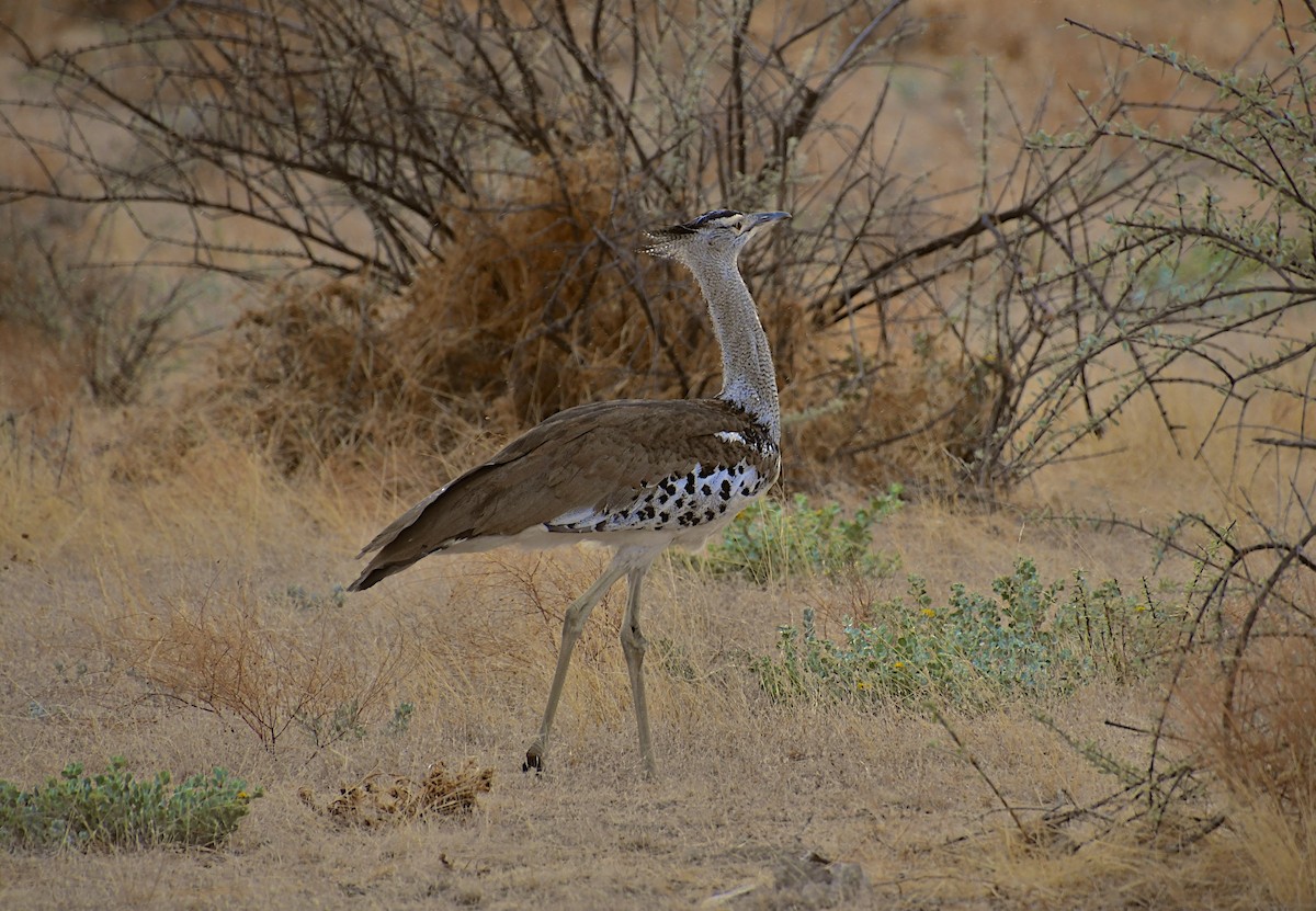 アフリカオオノガン - ML647543121